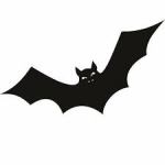 chauve souris